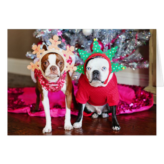 Två BostonTerriers Hälsningskort (Framsidan Horizontal)