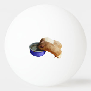 Två Brown och White Guinea Grisar. Pingisboll