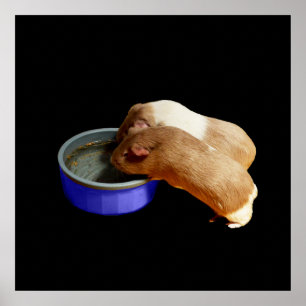 Två Brown och White Guinea Grisar. Poster