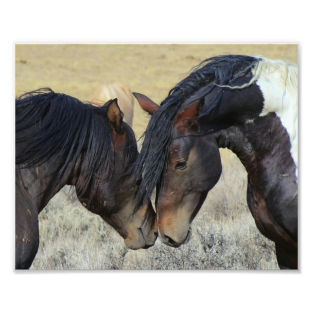 Två bruna Vild Horses Nuzzling Fototryck (Framsidan)