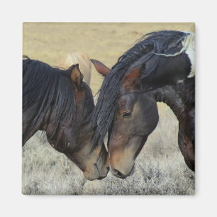 Två bruna Vild Horses Nuzzling Magnet