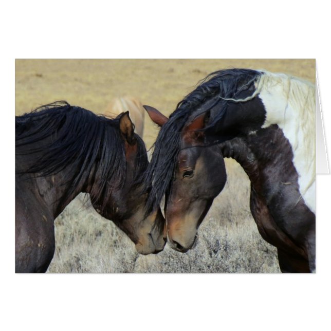 Två bruna Vild Horses Nuzzling OBS Kort (Framsidan Horizontal)