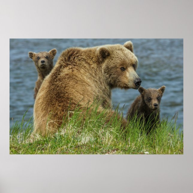 Två Brunbjörnsgungar med Mor vid Vatten Poster (Framsidan)