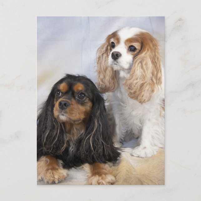 Två Cavalier King Charles Spaniels Vykort (Framsida)