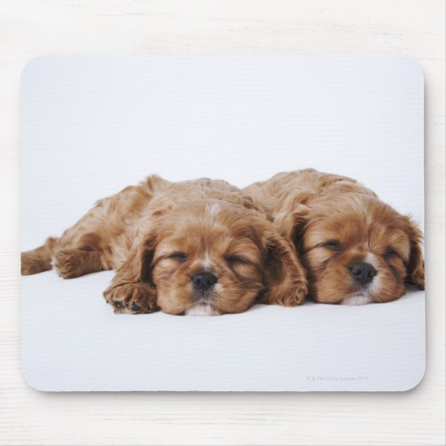 Två Cavalier Kung Charles Spaniel-valpar Musmatta (Framsidan)