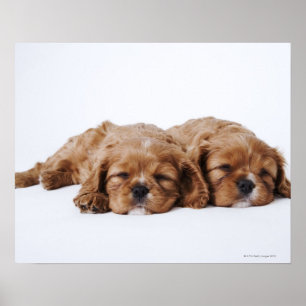 Två Cavalier Kung Charles Spaniel-valpar Poster
