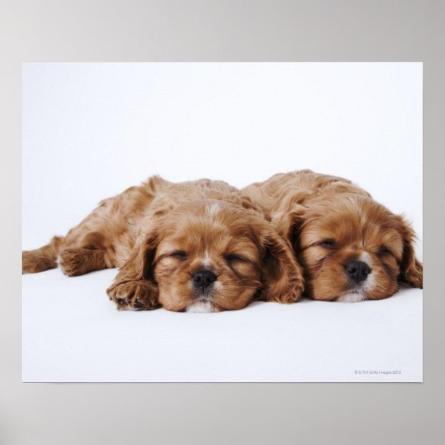 Två Cavalier Kung Charles Spaniel-valpar Poster (Framsidan)