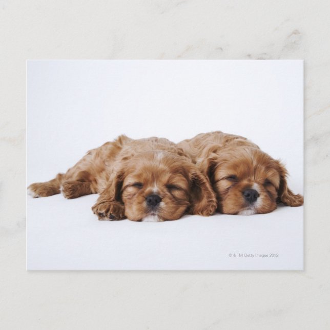 Två Cavalier Kung Charles Spaniel-valpar Vykort (Framsida)