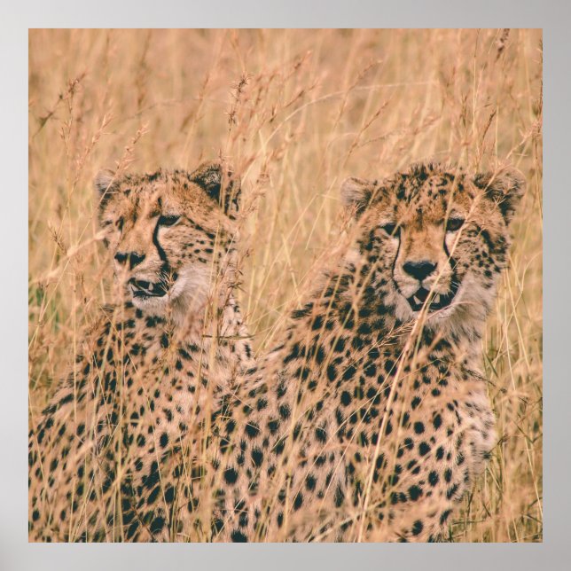 TVÅ CHEETAH SITTA PÅ FÄLT VID DAGTID POSTER (Framsidan)