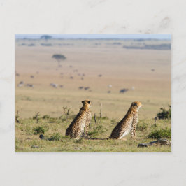 Två cheetahs på proppen vykort