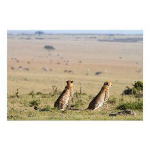 Två cheetahs på utkik fototryck