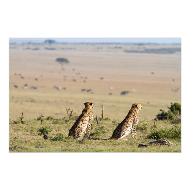Två cheetahs på utkik fototryck (Framsidan)