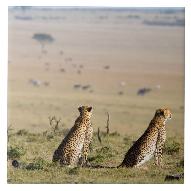 Två cheetahs på utkik kakelplatta (Framsidan)