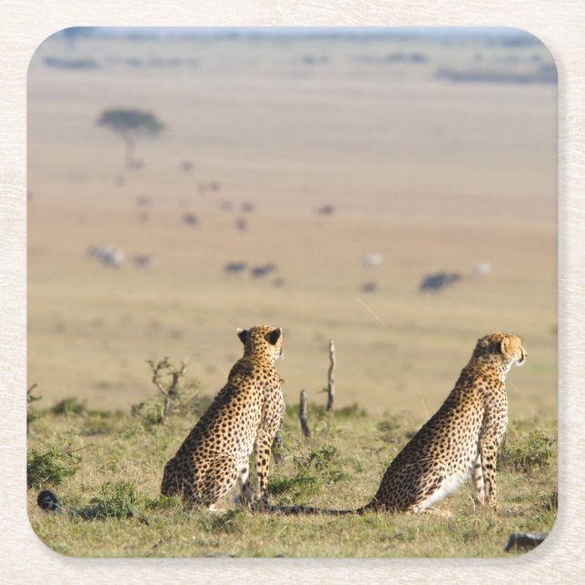 Två cheetahs på utkik underlägg papper kvadrat (Framsidan)