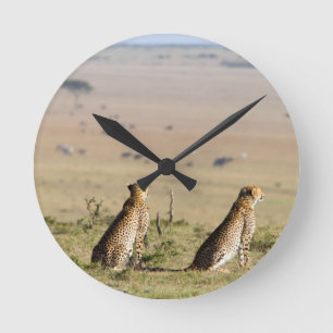 Två cheetahs på utsikt rund klocka