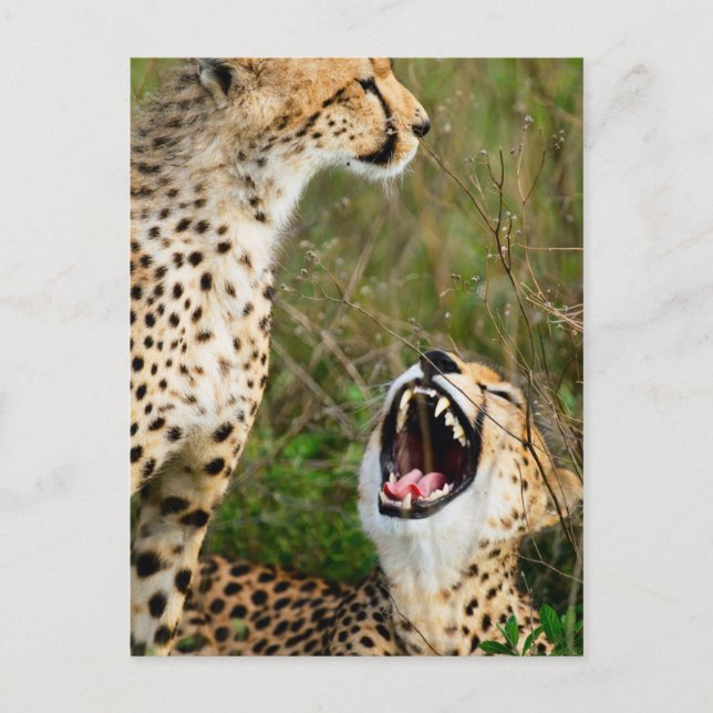 Två cheetahs vykort (Framsida)