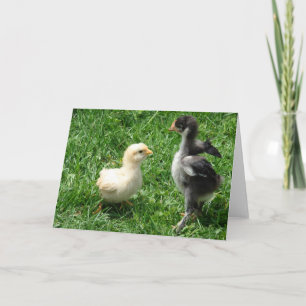 Två Chickar lätt oenighet Kort