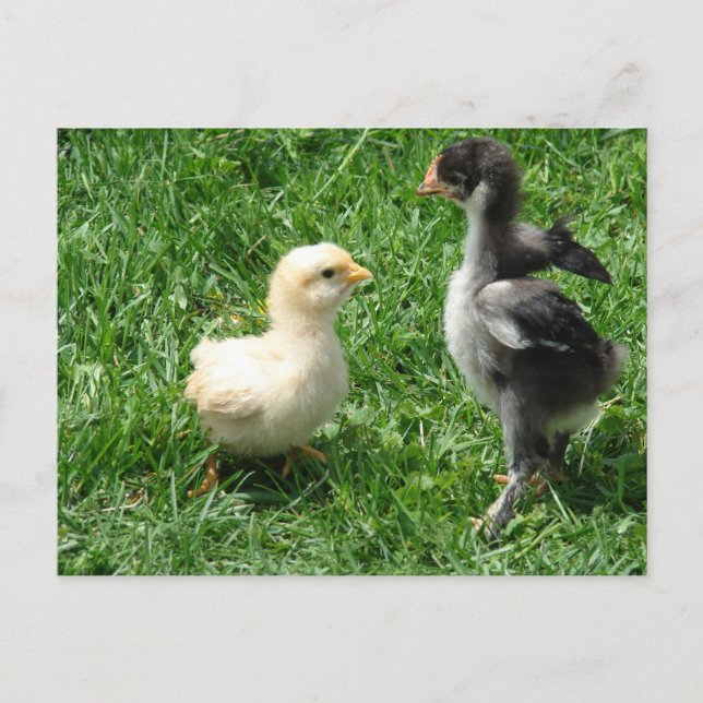 Två Chickar lätt oenighet Vykort (Framsida)