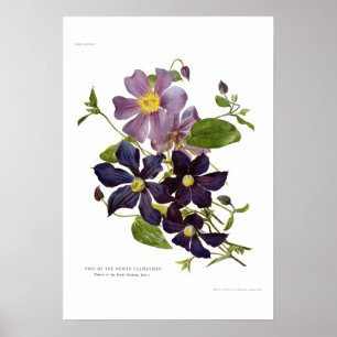 Två Clematises Poster
