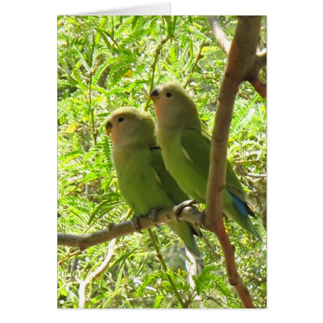 Två Cockatoos i Arizona Hälsningskort (Framsidan)