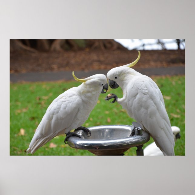 Två Cockatoos Sweet Moments Poster (Framsidan)
