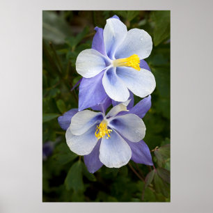 Två Columbines Poster