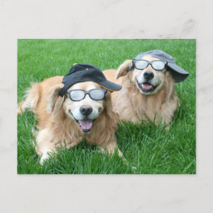 Två Coolor Golden Retrievers in Hats and Sunglass Vykort