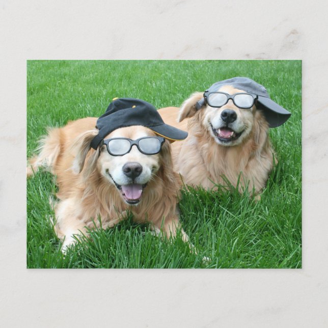 Två Coolor Golden Retrievers in Hats and Sunglass Vykort (Framsida)