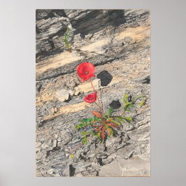 Två Crumly Cretaceae Poster