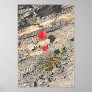 Två Crumly Cretaceae Poster