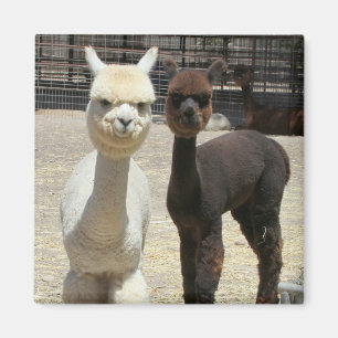 Två Cute Alpacas Magnet