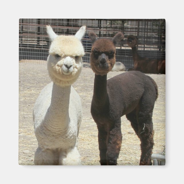 Två Cute Alpacas Magnet (Framsidan)