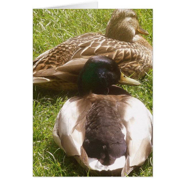 Två Cute Anka-kort Hälsningskort (Framsidan)