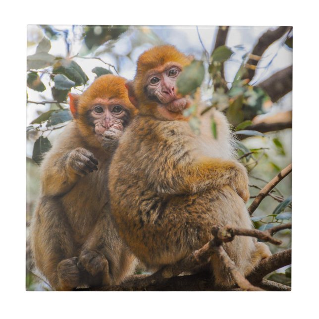 Två Cute-apor Kakelplatta (Framsidan)