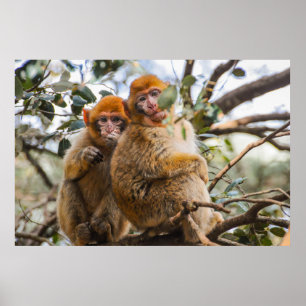 Två Cute-apor Poster