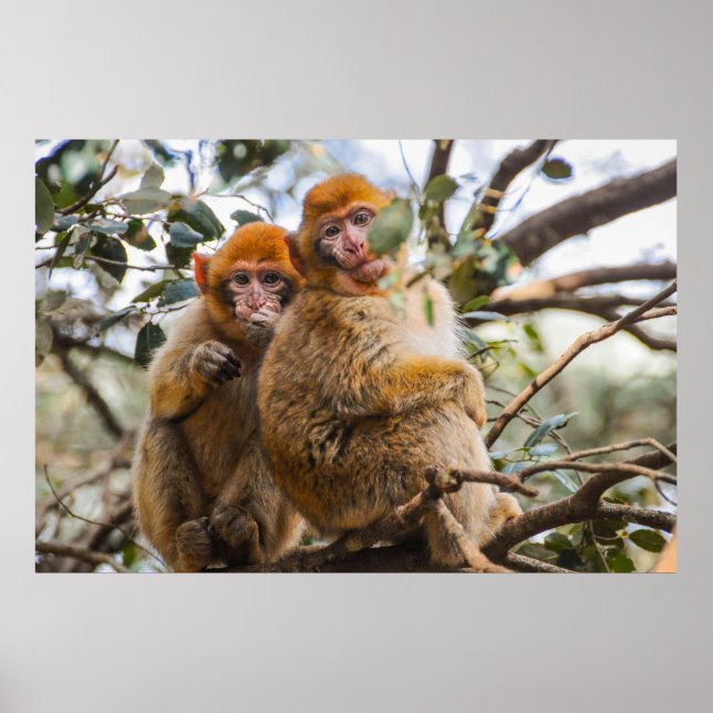 Två Cute-apor Poster (Framsidan)