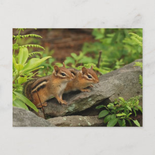 Två Cute Baby Chipmunks Vykort