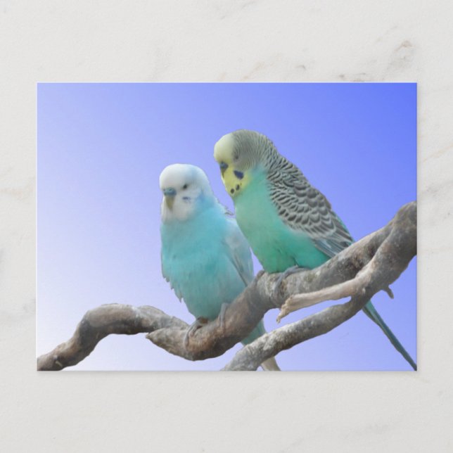Två Cute Budgerigar Birds DIY-vykort Vykort (Framsida)