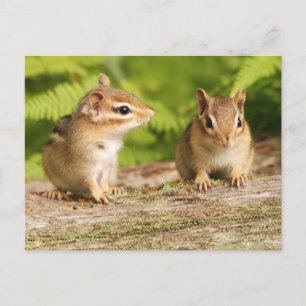 Två Cute Chipmunk Spädbarn Vykort