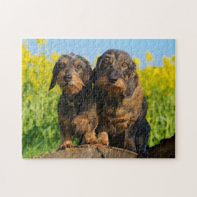 Två Cute Dachshunds-bilder av Hundar Dackel Friend Pussel (Horisontell)