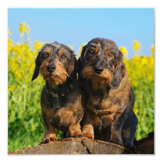 Två Cute Dachshunds Hundar Dackel Friends Pet Phot Fototryck (Framsidan)