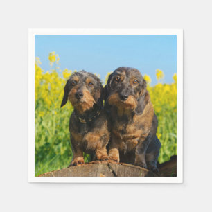 Två Cute Dachshunds Hundar Dackel Friends Pet Phot Pappersservett