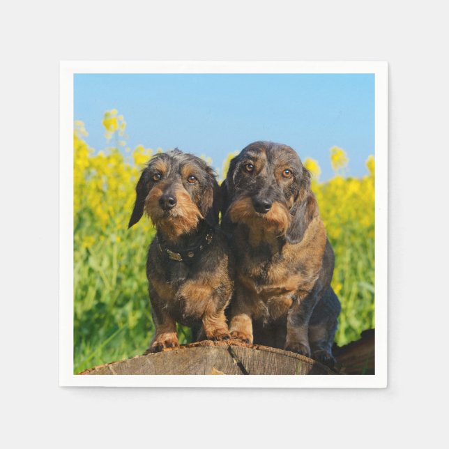 Två Cute Dachshunds Hundar Dackel Friends Pet Phot Pappersservett (Framsidan)