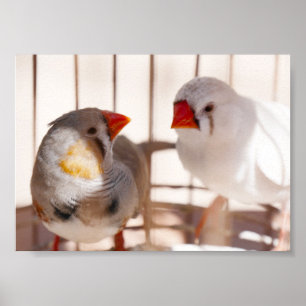 Två Cute Finch Birds i Cage Poster