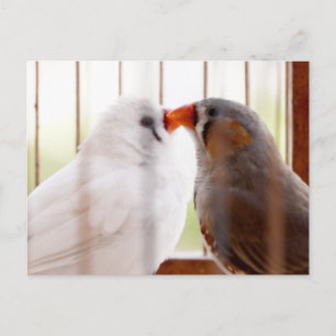 Två Cute Finch Birds i Cage Vykort