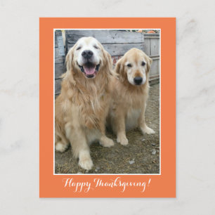 Två Cute Golden Retriever Hundar Thanksgiving Helg Vykort