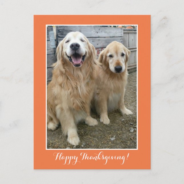 Två Cute Golden Retriever Hundar Thanksgiving Helg Vykort (Framsida)