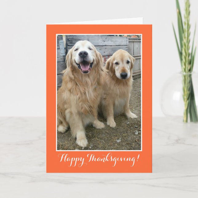 Två Cute Golden Retriever Hundar Thanksgiving Helgkort (Framsida)
