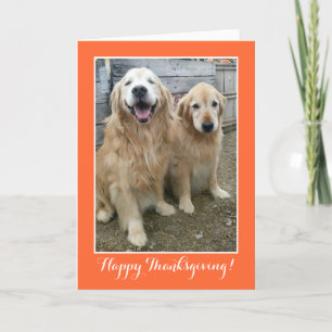 Två Cute Golden Retriever Hundar Thanksgiving Helgkort