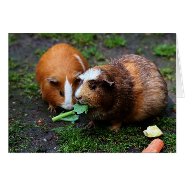 Två Cute Guinea Grisar Eating Veggies Hälsningskort (Framsidan Horizontal)